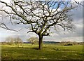 Tree In Field