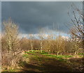 Footpath along Wash Brook