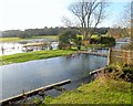 River Bourne at Laverstock