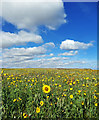 TA2272 : Sunflower Field by Scott Robinson