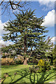 Cedar of Lebanon, Graveyard, Friends Meeting House, Church Hill, London N21