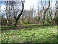 A glade in Tower Hamlets Cemetery Park