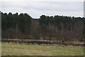 Stapleford Wood from East Field