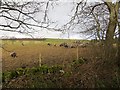 Sheep, Hatton