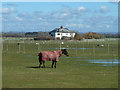 Horse in a jacket