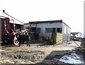 Tractor, calf and two sheep