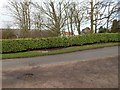 TL9442 : Laurel hedge, Edwardstone by Hamish Griffin