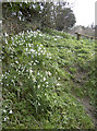 Cascade of Galanthus