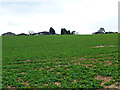 Field with barns just visible from footpath