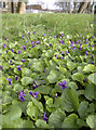 Violets at St Oswald