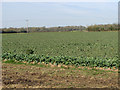 Oilseed rape crop beside Broom Road