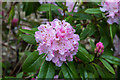TQ2997 : Rhododendron, Trent Park, Cockfosters, Hertfordshire by Christine Matthews