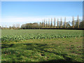 Oilseed rape crop by Guiler