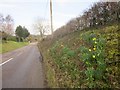 Daffodils, Over Lane