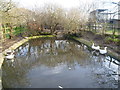 The duck pond at Newham City Farm