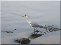 NT9953 : Heron on the edge of the River Tweed by Graham Robson