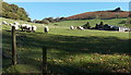 SO4693 : Grazing sheep at the edge of Church Stretton by Jaggery