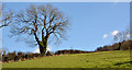 Trees and hedge, Redburn, Holywood