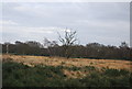 Dead tree, Rushmere Heath