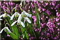 Delamere Snowdrops