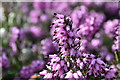 Delamere Heather