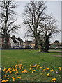 Crocuses in Oakham churchyard