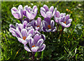 Crocus on Winchmore Hill Green, London N21