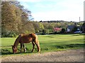 Pony on the green at Nomansland