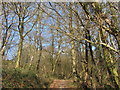 Woodland footpath near Ystrad Mynach