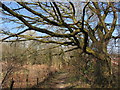 Woodland footpath near Ystrad Mynach