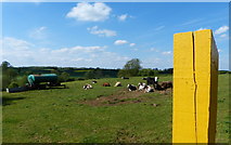 SK7624 : Cows in a field near Scalford by Mat Fascione