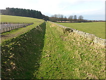 NY8663 : Trackbed of former Allendale Branch line from Elrington by Clive Nicholson