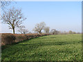 Field beside Brook Lane