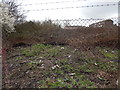 Cleared Brambles in London Road allotments