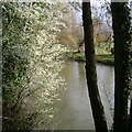 Spring is on schedule, Riverside Walk, Warwick