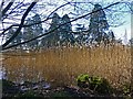 Mossy log and reeds, Tredegar House Country Park