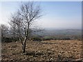 Birch trees on Black Down Common