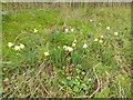 Daffodils on London Road (A1214)