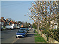 Coleridge Road: a magnolia in March