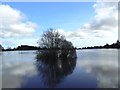 Reservoir trees