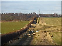NT2566 : Track, Lothianburn by Richard Webb