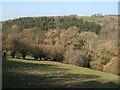 Coed Bwlch-y-wern-hir