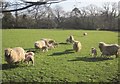 Sheep at Rushford