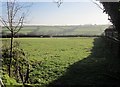 Field, Lamerton Green