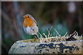 SK2169 : Robin on a chimney pot by Peter Barr