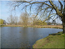 TQ1669 : Leg of Mutton Pond, Bushy Park by Marathon
