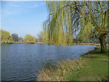 TQ1669 : Leg of Mutton Pond, Bushy Park by Marathon
