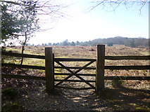 SU2312 : South Bentley Inclosure, gate by Mike Faherty