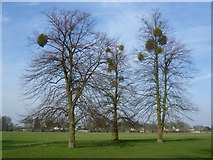 TQ1668 : Mistletoe in Home Park by Marathon
