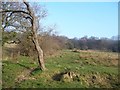 Water Meadow near Eaves Hall